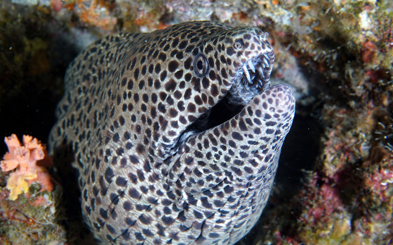 Banda Sea 2018 - DSC05937_rc - Blackspotted moray - Murene leopard - Gymnothorax favagineus.jpg